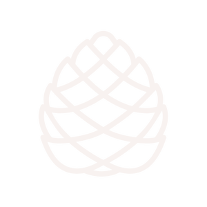 Ocote pine cone